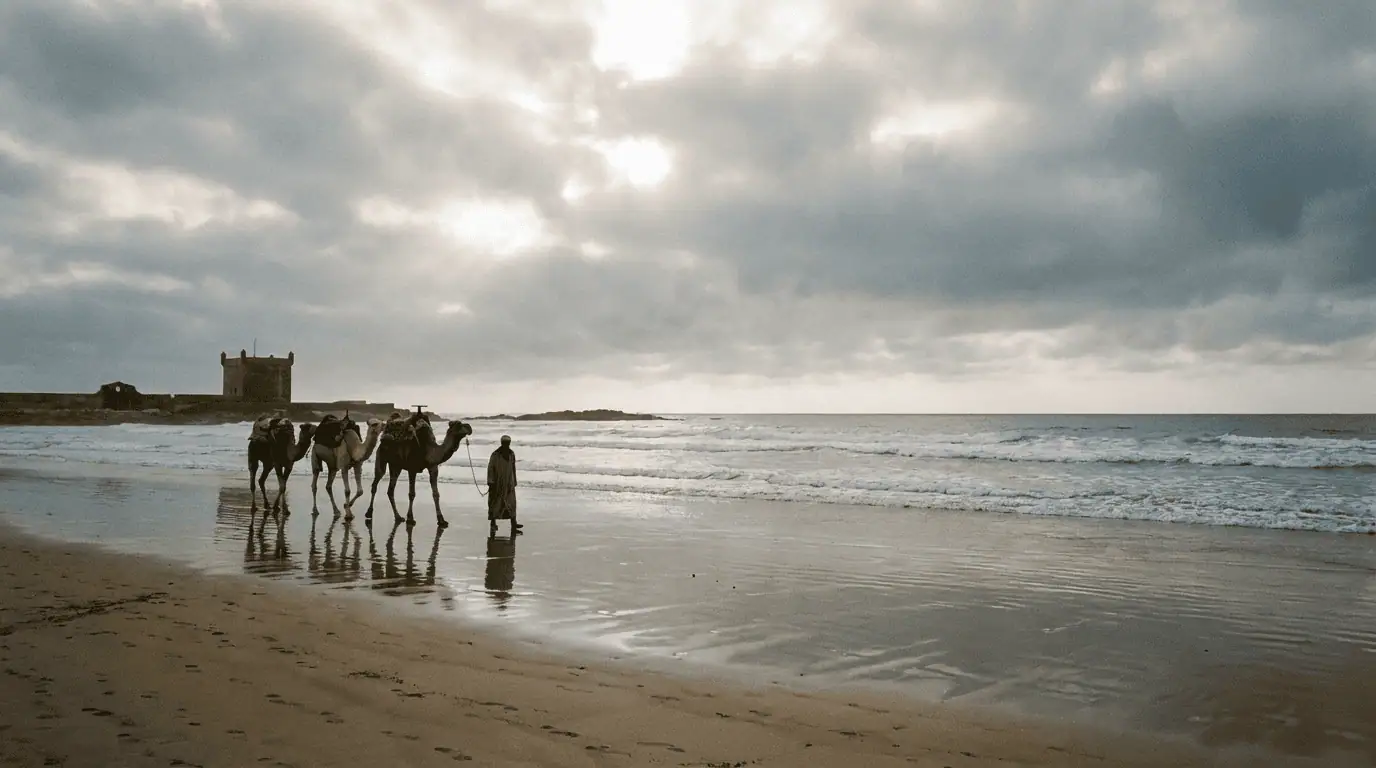Camels walking along the wet sand of Essaouira beach with the Borj el Barmil watchtower in the distance